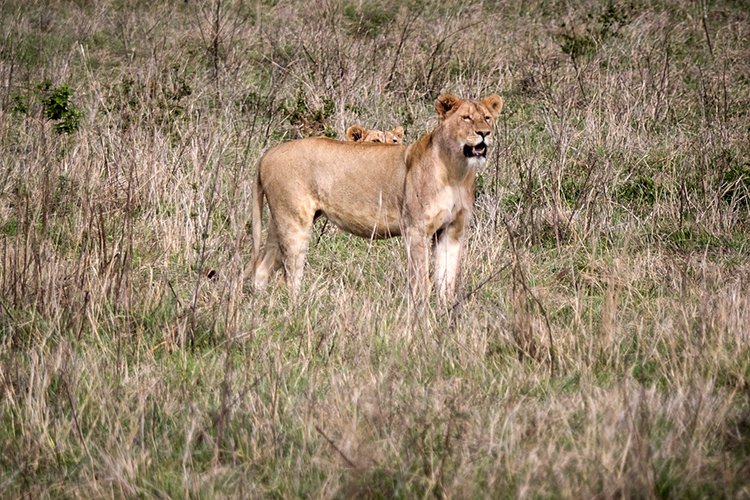 TZA ARU Ngorongoro 2016DEC26 Crater 062